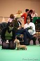 Crufts2011_2 464